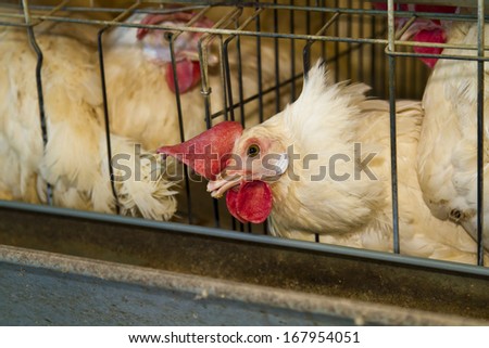 white chickens farm in cell sections