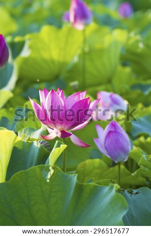 Bloom Lotus flowers in garden under sunlight