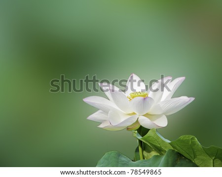a bloom lotus in summer