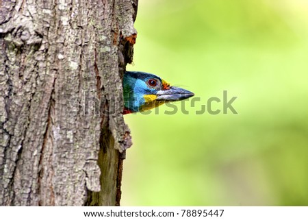 Black-browed Barbet a bird hatching at nest on a tree hole