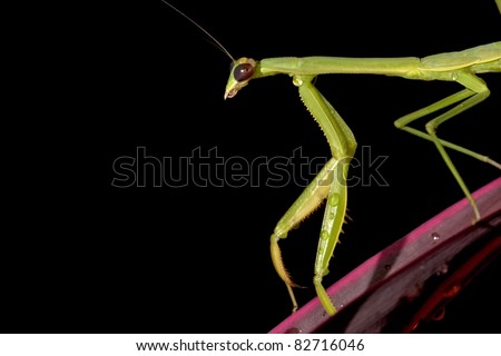 mantis plant