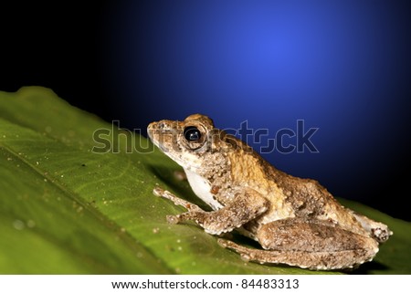 cute and colorful Meintein Tree Frog peeking over a leaf in forest