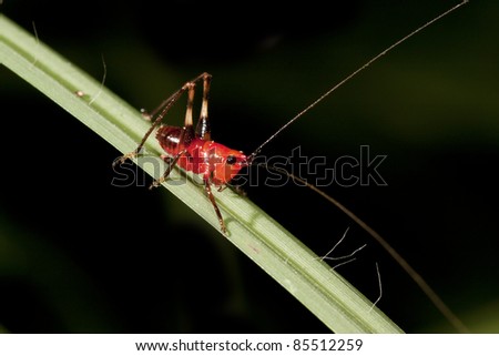 a long-horned grasshopper stay on plant