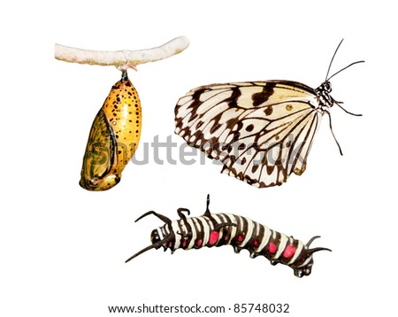 Metamorphosis (life cycle) of the butterfly