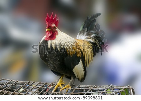 beautiful funny detail view of a rooster isolated