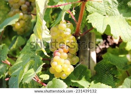 White wine grapes along the river Moselle (Mosel). Rhineland-Palatinate, Germany.