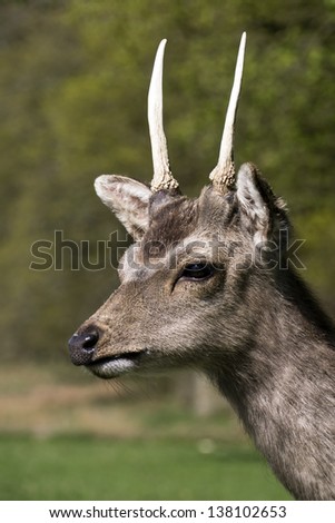Portrait of a young deer; differential focus against woodland background