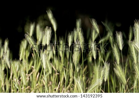 Wild barley grass; hare barley or common foxtail weed; isolated on black ground; excellent copy space