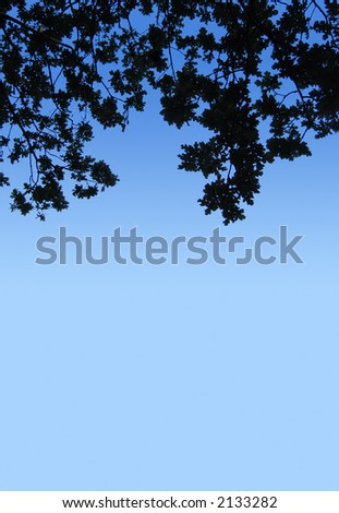 oak leaves silhouetted against clear blue sky; good copyspace
