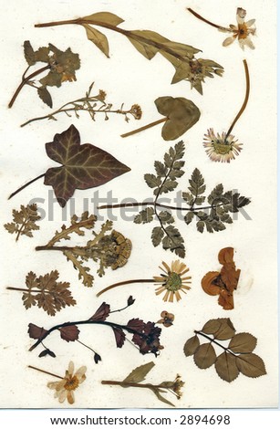 pressed flowers and leaves on slightly stained, foxed paper
