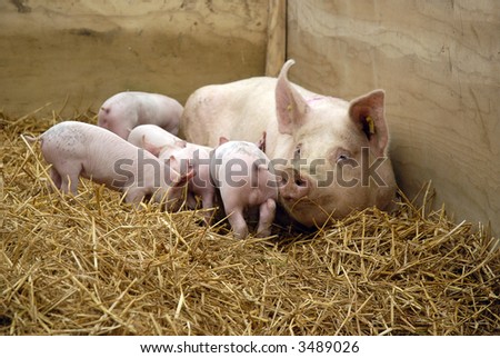 mother pig suckling her babies
