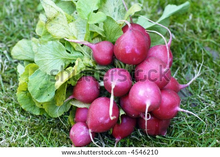 bunch of delicious fresh radishes resting on grass; differential focus