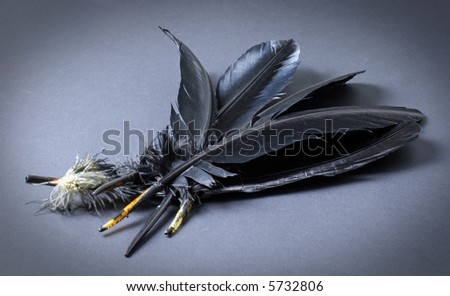 bunch of black feathers on black ground; spotlight picks out the feathers