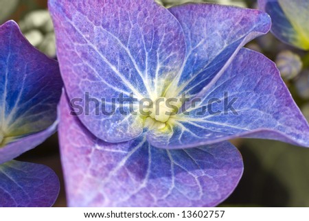 blue single hydrangea bract; macro; background