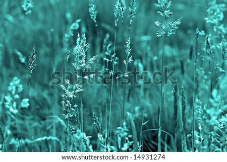 long meadow-grass texture; black and white; stark graphical treatment; differential focus