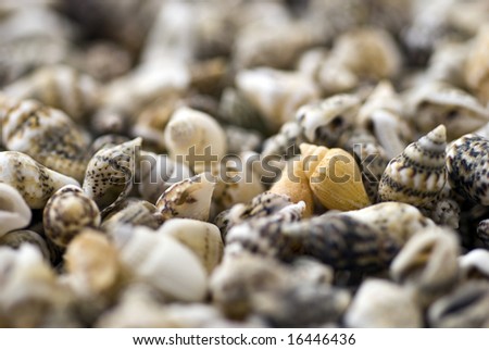 background/texture of sea shells; differential focus