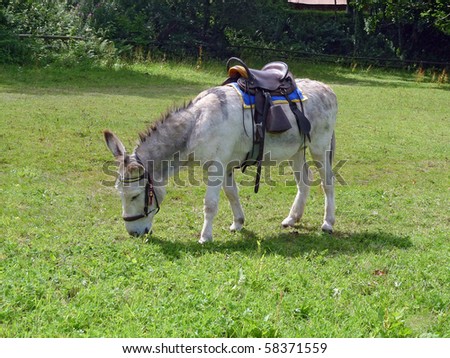 Beautiful donkey, saddled up ready for riding, grazing