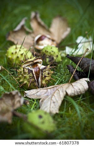 Horse-chestnuts (conkers) on grass - Autumn (Fall) still-life. Differential focus
