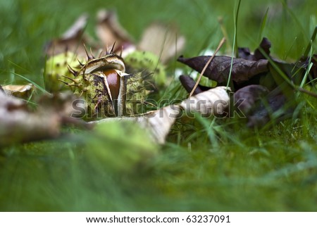 Horse-chestnuts (conkers) on grass - Autumn (Fall) still-life; strong differential focus