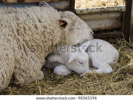 Lamb And Mother