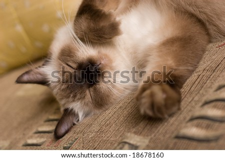 Close-up of a Birman / Himalayan cat sleeping on the couch