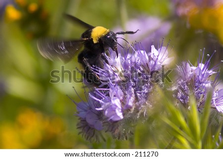 A large bee beating its wings ferociously as it prepares to land on/leave a flower.