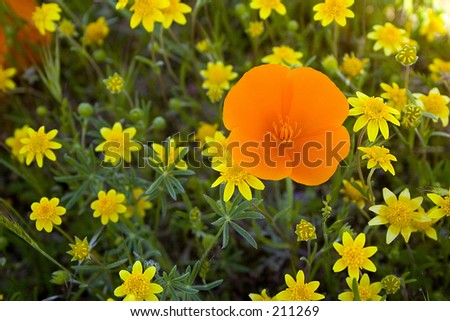 One orange poppy against a backdrop of yellow flowers (sunflowers?)