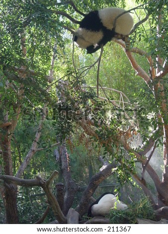 Young panda bear sleeping in a tree.  This panda (Hua Mei) is the first to have been born in the Western Hemisphere since 1990.