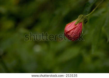 A flower getting ready to bloom, up against a sea of green.