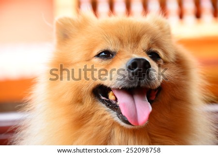 Smiley Face Pomeranian Dog