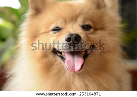 Smiley Face Pomeranian Dog