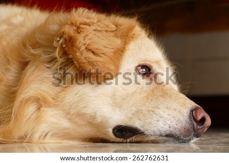 Sleepy Face Golden Retriever Dog