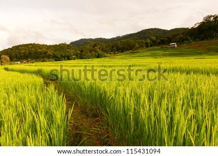 Rice Fields in South East Asia