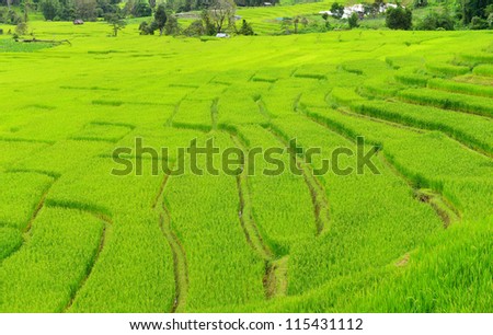 Terraced Rice Fields in South East Asia