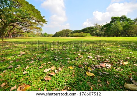 Green Lawn and Tree in Park