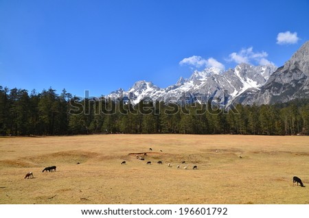 Alpine Mountain Landscape in Spring Season