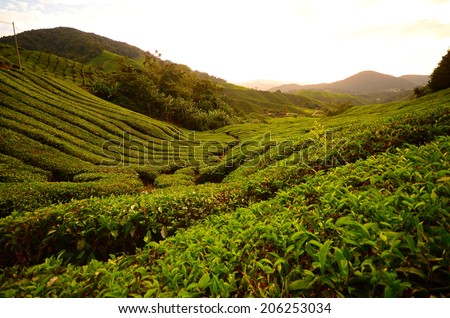 Tea Plantation Fields at Cameron Highlands, Malaysia