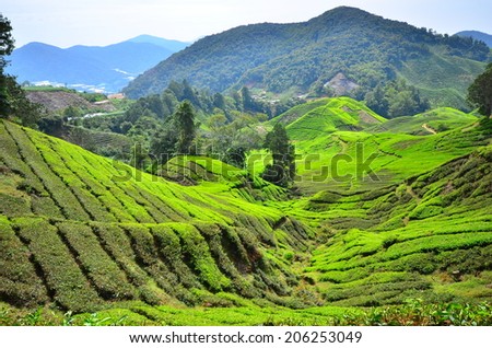 Tea Plantations on the Mountain at Cameron Highlands, Malaysia