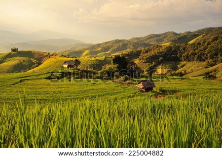Rice Paddy Plants on Terraced Fields