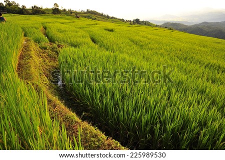 Rice Paddy Plants on Terraced Fields