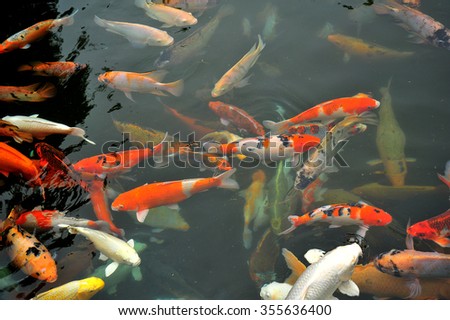 Carp Fish Group in the Pond