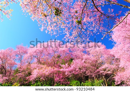 Spring Pink Cherry Blossoms with Blue Sky Background