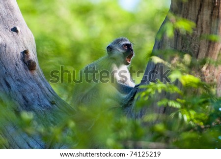 Vervet monkey in tree calling