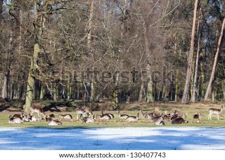 herd of fallow deer resting on a meadow in front of a forest in early spring