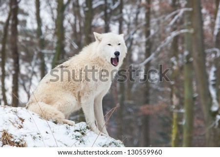 portrait of a howling arctic wolf sitting on a hill in a snowy winter forest