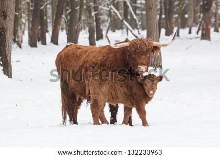 longhorn cattle in winter, cow and her calf standing close together om a snowy white meadow behind the forest