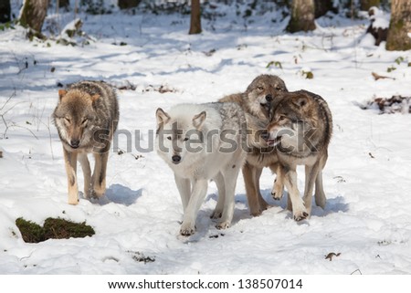 wolf pack of four timber wolves in snowy white winter forest