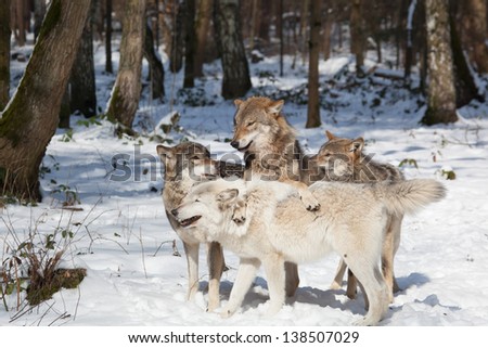 wolf pack of four timber wolves in snowy white winter forest