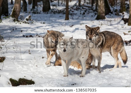 wolf pack of timber wolves in snowy white winter forest