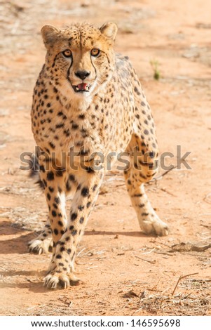 portrait of a cheetah in the desert coming closer